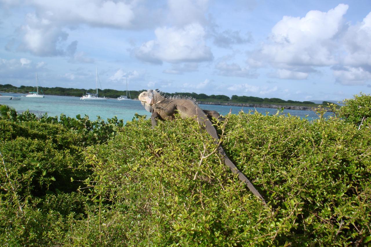 iguane a Petite Terre