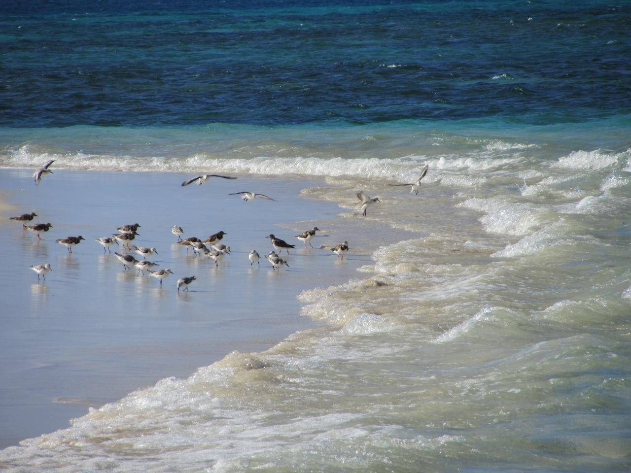 oiseaux sur la plage de Caret
