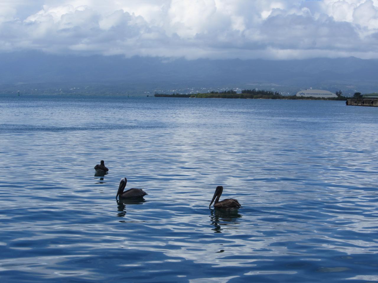 Pelicans dans le port de Pointe A Pitre